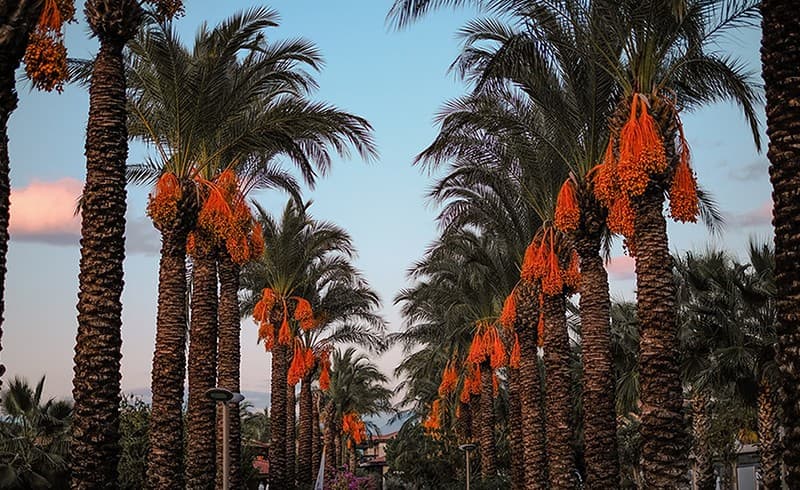 images/1689669441001date  processing machine2.jpg